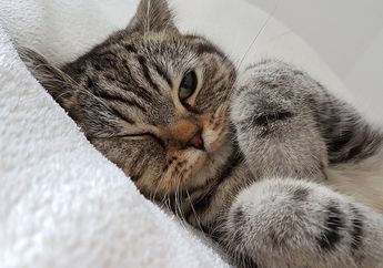 Jangan Sampai Salah, Begini Cara Membersihkan Telinga Kucing yang Benar Agar Kucing Tidak Terluka