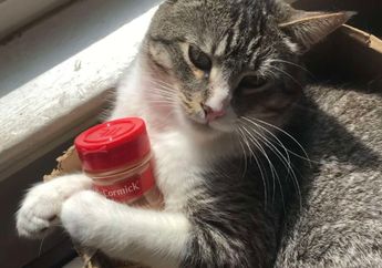 Bikin Gemas! Kucing Ini Senang Memeluk Botol Bekas Kayu Manis Bubuk dan Tidak Mau Jauh Darinya