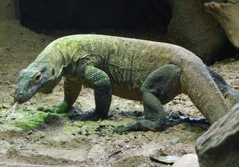 Mengapa Komodo Hanya Ada di Indonesia dan Tidak Ada di Tempat Lain?