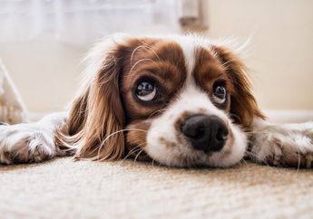 Benarkah Anjing dapat Mendengar Empat Kali Lebih Tajam Daripada Kita?