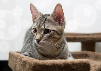 Apa Makanan yang Tidak Boleh Diberikan ke Kucing? Salah Satunya Tulang