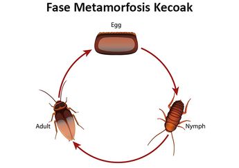 Fase Metamorfosis Kecoak, Contoh Hewan yang Mengalami Metamorfosis Tidak Sempurna