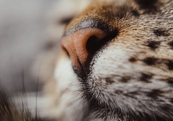 Benarkah Bentuk Permukaan Hidung Kucing Seperti Sidik Jari Manusia? 