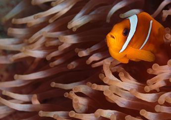 6 Jenis Simbiosis yang Dilakukan Makhluk Hidup Beserta Contohnya
