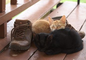 BERITA POPULER: Kucing yang Hobi Mengendus Sepatu Bau hingga Kesalahan Menggunakan Kulkas