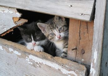 Inilah Arti 7 Perilaku Kucing yang Harus Dipahami Pemiliknya, Salah Satunya Suka Pipis Sembarangan