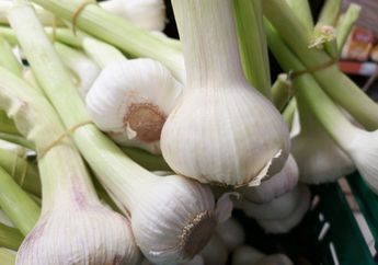Cara Menanam Bawang Putih di Rumah, Mudah dan Praktis untuk Stok Bumbu Dapur