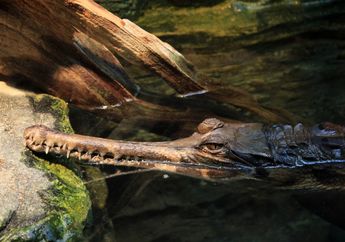 Merupakan Pemandangan Unik, Jenis Buaya Jantan Ini Berenang Bersama Ratusan Ekor Anaknya