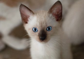 5 Ras Kucing Peliharaan yang Paling Populer, Pelihara Salah Satunya di Rumah?