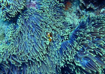 Bentuk Pola Interaksi Makhluk Hidup di dalam Suatu Ekosistem
