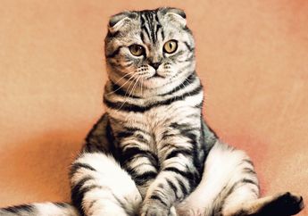 Pencinta Kucing Wajib Tahu! Ini 5 Fakta Kucing, Mulai dari Tidak Bisa Rasakan Manis hingga Kucing Tertua Berumur 38 Tahun