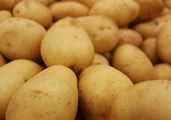 BERITA POPULER: Cara Bersihkan Karat di Alat Masak, Hingga Tanaman Hias yang Cocok Diletakkan di Terasa Rumah