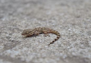 Mengapa Cicak Memutuskan Ekornya?