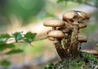 Mengenal Kingdom Fungi serta Ciri-Ciri dan Struktur Tubuhnya