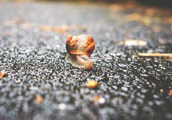 Mengenal Mollusca: Ciri-Ciri, Klasifikasi, dan Contoh Hewannya