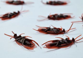 Bisa Sebabkan Keracunan Makanan, Ini 3 Cara Ampuh Cegah Kecoak Masuk Rumah