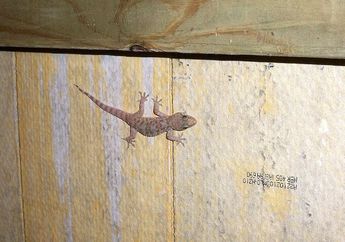 Benarkah Ekor Cicak yang Putus akan Tumbuh Lagi?