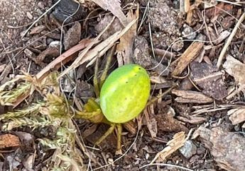Dikira Buah Semangka Berukuran Mini, Orang Ini Terkejut saat Tahu Ternyata Temuannya Adalah Laba-Laba!
