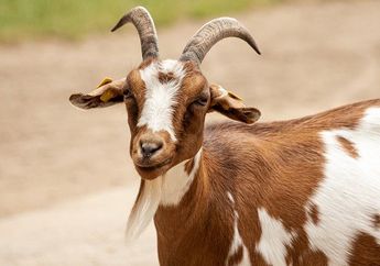 Bisa Bantu Menyehatkan Jantung, Inilah Beragam Manfaat Lain Susu Kambing untuk Tubuh