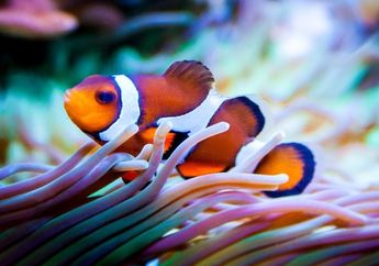 Tidak Boleh Sembarangan, Perhatikan Hal-Hal Penting Ini untuk Pelihara Ikan di Akuarium agar Bertahan Lama