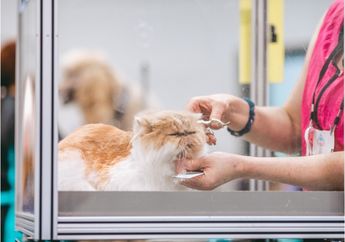Sedang PPKM Darurat, Grooming Kucing Sendiri di Rumah Juga Bisa! Ini Tata Caranya