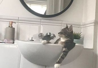 Gemas Sekaligus Kocak, Ini 5 Potret Tingkah Laku Kucing yang Tak Biasa, Pemiliknya Sampai Terkejut!