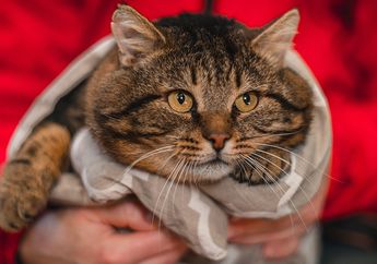 Jangan Lakukan Lagi, Memberi Kucing Nasi Bukan Cara yang Tepat Supaya Jadi Gemuk! Lakukan 8 Cara Ini