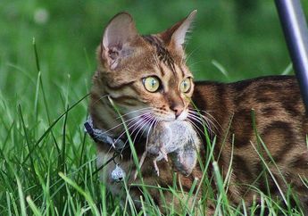 Jangan Kaget Dulu Kalau Kucing Sering Bawa Hewan Buruan ke Rumah, Ternyata Ini Alasannya