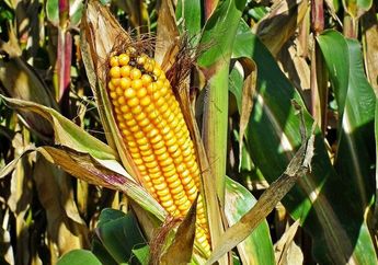 Jangan Sampai Salah, 5 Tanaman Sayur Ini Butuh Banyak Sinar Matahari! Mulai dari Jagung hingga Cabai