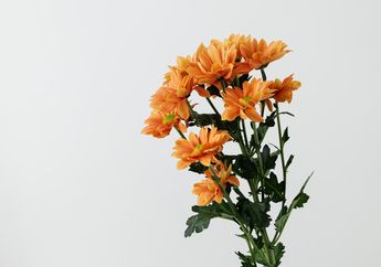 6 Bunga Tanda Cinta dan Kasih Sayang, Bisa Jadi Hadiah yang Cocok di Hari Ibu