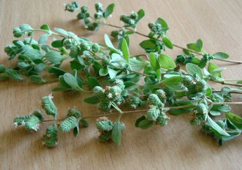 Mengenal Oregano, Rempah-Rempah yang Sudah Digunakan Sejak 3.000 Tahun Lalu