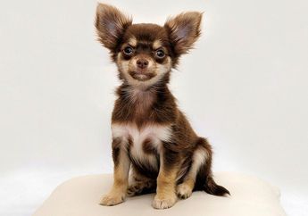 5 Ras Anjing Bertubuh Kecil, dari Maltese hingga Chihuahua
