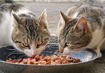 Tidak Perlu Sedih Jika Kucing Mogok Makan, Atasi dengan 5 Cara Ini