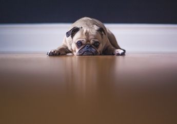 Anjing Berlari saat Ada Petir? Bisa Jadi Karena Fobia! Kenali 5 Fobia pada Anjing