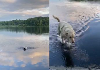 Lucu Sekaligus Haru, Anjing Ini Rela Berenang Menyeberang Danau Tiap Hari untuk Dapatkan Teman Baru, Ini Kisahnya