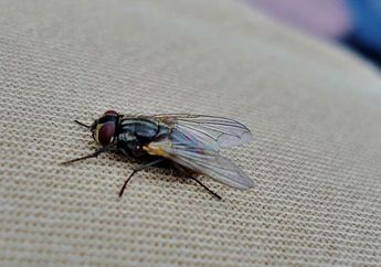 Berapakah Usia Lalat?