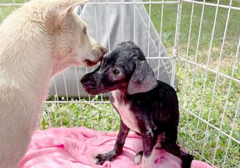 Sedih, Anjing Ini Ditemukan Sendirian dalam Keadaan Mulut Terikat, Beruntung Ada Orang Baik yang Menyelamatkannya