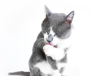 Walaupun Berbulu, Ternyata Kucing Juga Bisa Berkeringat! Ini Penjelasannya