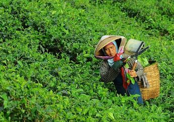 Jawab Soal Membuat Pertanyaan tentang Indahnya Kebun Teh di Puncak, Bogor, Kelas 5 Tema 5