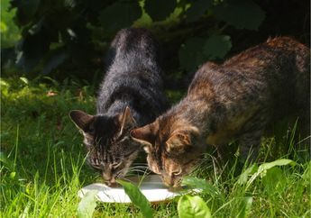 Bisa Ganggu Pencernaan, Ini Alasan Kucing Tak Boleh Makan Ikan Mentah