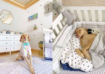 Bikin Gemas, Perempuan Ini Buatkan Kamar Cantik untuk Anjingnya, Dekorasinya Mirip Kamar Bayi!