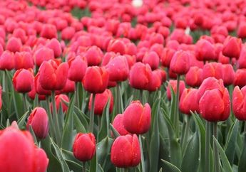 Pernah Jadi Bunga Termahal di Belanda, Ini 5 Fakta Menarik Bunga Tulip