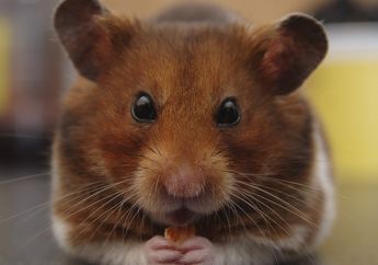 Sering Dianggap sebagai Hama, Ini 7 Jenis Tikus Ini Bisa Jadi Hewan Peliharaan