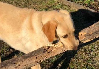 Gemas, Anjing Ini Selalu Bawa Hadiah untuk Pemiliknya saat Pulang ke Rumah, Ini Kisahnya