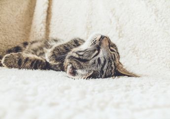 Masih Suka Tidur dengan Kucing Peliharaan? Ini 3 Risiko yang Bisa Dialami, Termasuk Tertular Penyakit