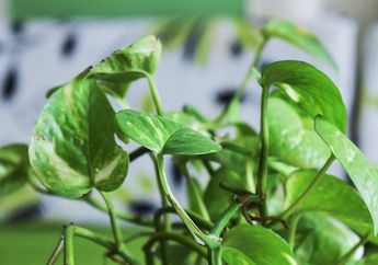 Bukan Daun Biasa, Ini 5 Khasiat Daun Sirih! Mulai dari Hambat Perkembangan Bakteri hingga Menangkal Radikal Bebas