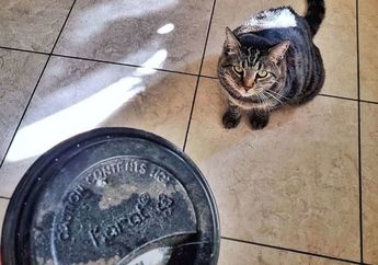 Bikin Gemas, Kucing Ini Selalu Membawakan Hadiah ke Pemiliknya! Ini Kisahnya
