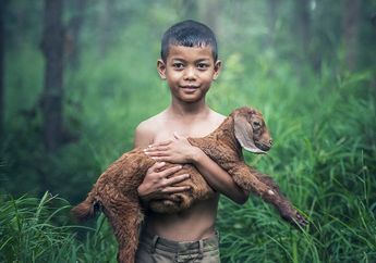 Sama Pintarnya dengan Anjing, Kambing Juga Bisa Menunjukkan Kasih Sayang kepada Pemiliknya