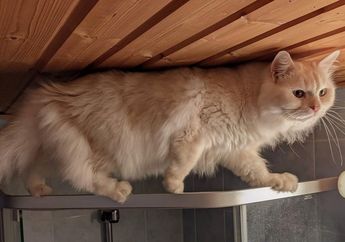 Kucing Suka Berada di Tempat yang Tinggi, Ternyata Ini Sebabnya