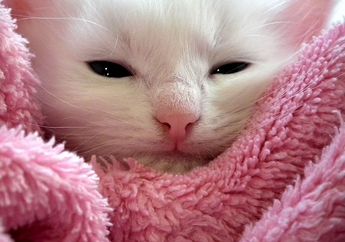 Kucing Terus Mengeluarkan Air Mata? Waspada Infeksi, Ini Cara Mengatasinya